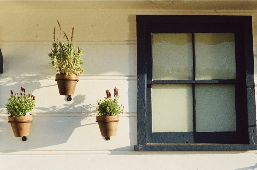 Plants and Glass Window